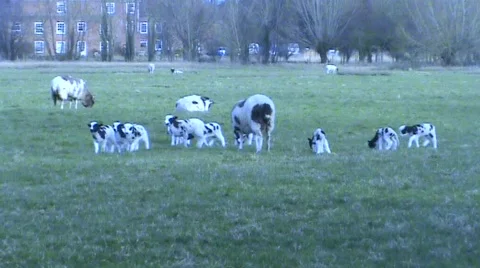 Jacob lambs running Video stock 359446