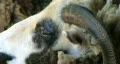 Jacob Sheep Close-up HD Footage