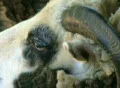 Jacob Sheep Close-up Footage