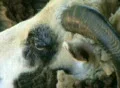 Jacob Sheep Close-up SD Footage