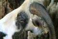 Jacob Sheep Close-up Footage