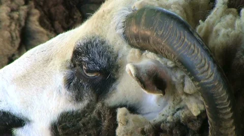 Jacob Sheep Close-up 動画素材 8647569