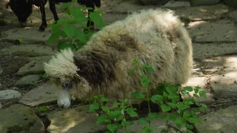 Jacob sheep Stock Footage 242101869