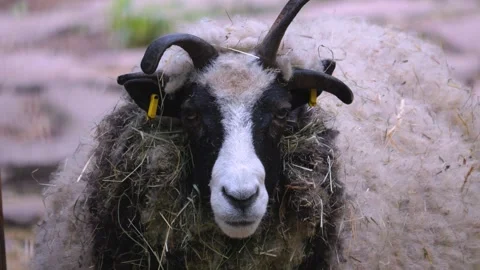 Jacob sheep head Stock Footage 242182336