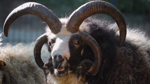 Jacob sheep head Stock Footage 243238098