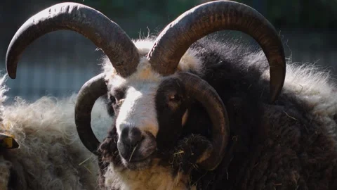 Jacob sheep head Stock Footage 243348205