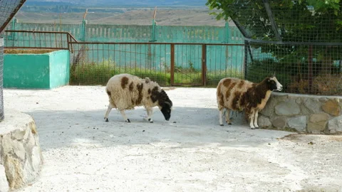 Jacob sheep in the zoo. Video stock 99109382