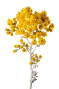 Jacobaea maritima Stock Photos