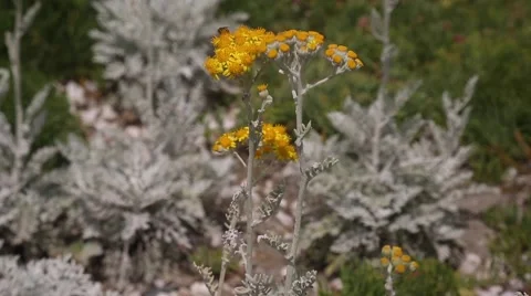 Jacobea maritima, silver ragwort, flowers Stock Footage 63833177