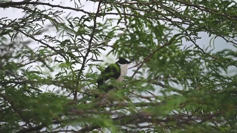 Jacobin cuckoo perched elegantly in the dense foliage of Jawai national park Stock Footage 280113080