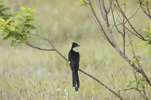 Jacobin cuckoo on tree bark. Clamator jacobinus, pied cuckoo or pied crested  Stock Photos