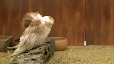 Jacobin pigeon cleans feathers,slow motion movement Stock Footage 234172131