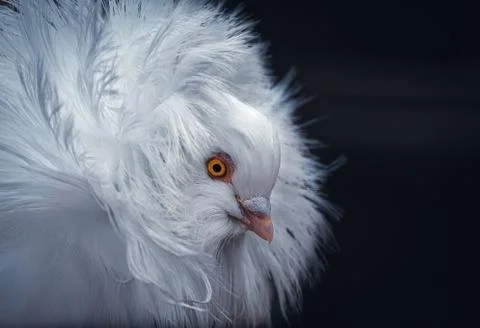 Jacobin Pigeon Foto stock