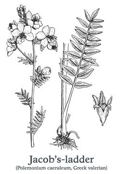 Jacob's-ladder. Vector hand drawn plant. Vintage medicinal plant sketch. Stock Illustration