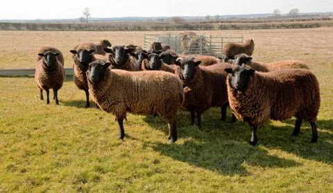 Jacobs sheep no1 Stock Photos
