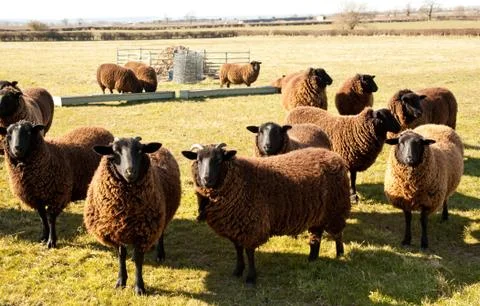 Jacobs sheep no2 Stock Photos