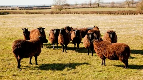 Jacobs sheep no4 Stock Photos