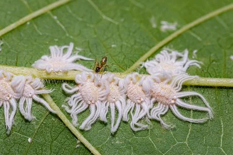 Jacobson's Giant Scale Insect Stock Photos