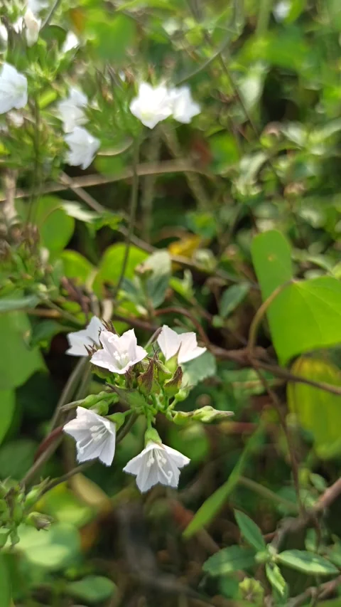Jacquemontia paniculata in Bloom Video stock 318540845