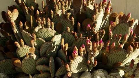 Jacx's Cactus Stock Footage 106160917