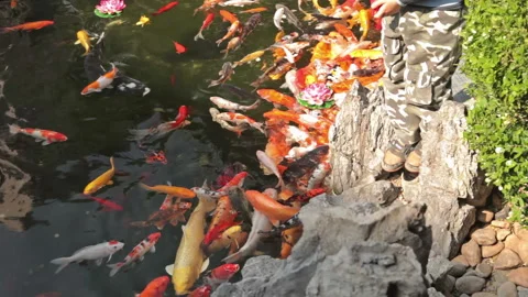 Jade Buddha Temple Shanghai Stock Footage 102528306