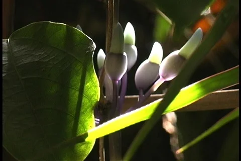 Jade flower light show 2 Stock Footage 64979