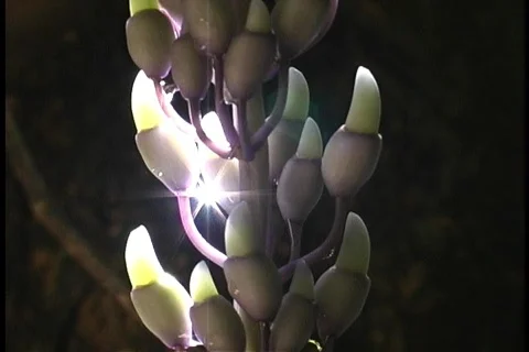 Jade flower light show 3 Stock Footage 64980