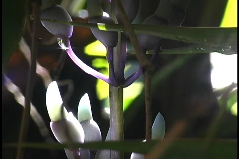 Jade flower light show Stock Footage 64981