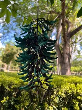Jade flowers hanging from a tree Stock Photos
