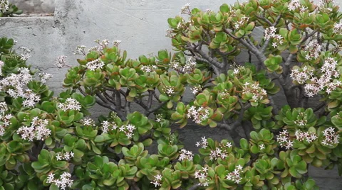 Jade Plant with Bees Stock Footage 45703908
