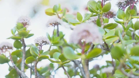 Jade Plant Flower Rack Focus Shot with Succulent Leaves 動画素材 343464904