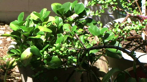 Jade plant 스톡 동영상 665326