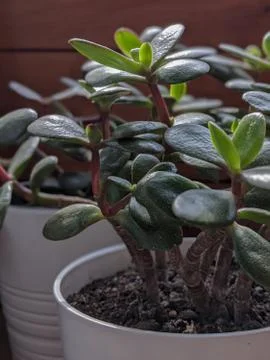 Jade plant grows Stock Photos
