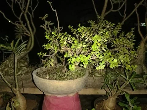 Jade plant Stock Photos