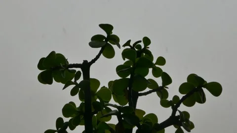 Jade-like plant with rounded leaves stands in silhouette against snowy white sky Stock Footage 317969677