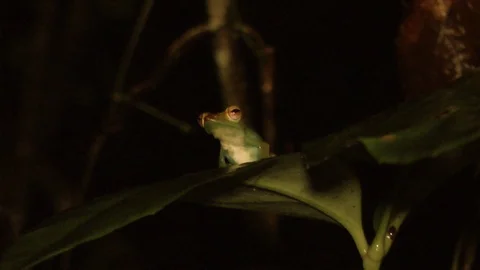 Jade Tree Frog, Malaysia Stock-Footage 88549684