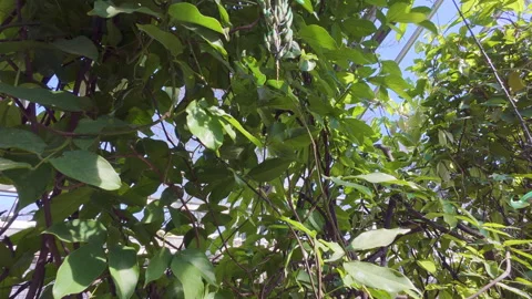 Jade Vine with Flowers Stock Footage 332246806