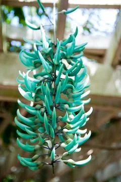 Jade vine Stock Photos