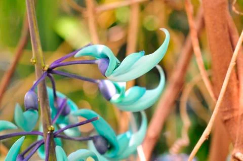 Jade vine (strongylodon macrobotrys) Stock Photos