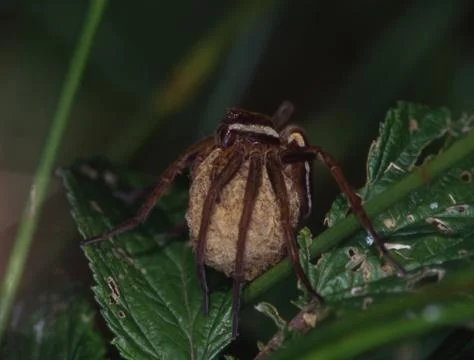 Jagdspinne mit Eikokon Stock Photos