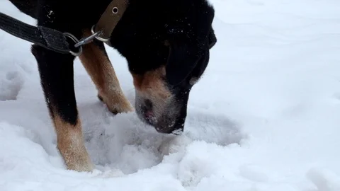 Jagdterrier digging something in the snow Stock Footage 86579816