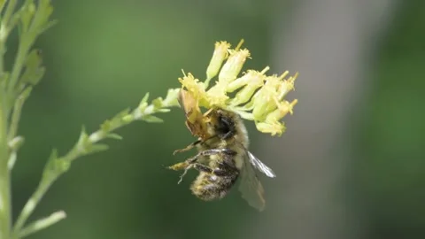 Jagged Ambush Bug paralyzing and capturing a bumble bee Video stock 176467627