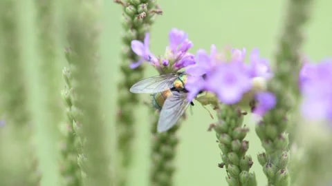 A Jagged ambush bug paralyzing a Green bottle fly Video stock 244348232