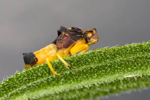 Jagged Ambush Bug perched on a leaf Stock Photos