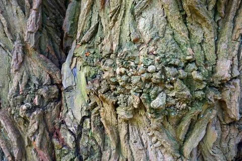 Jagged bark background Foto stock