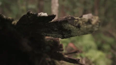 Jagged Broken Mossy Log - Dolly in Stock Footage 145886667