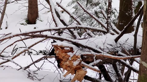 Jagged Broken Tree Trunk Covered In Snow Close Up In Winter Forest Stock Footage 336496107