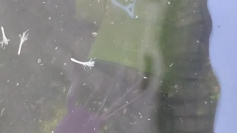 Jagged Jaws and Cicada Chunks Видео 283563774