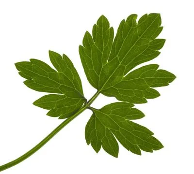 Jagged leaf a green translucent jagged leaf in white back Copyright: xZoon... Stock Photos