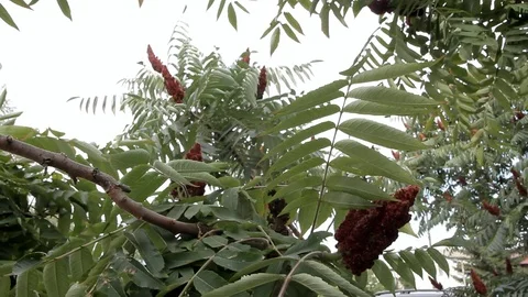 Jagged leaves of a low tree with dark large flowers swaying in the wind Stock Footage 100980755